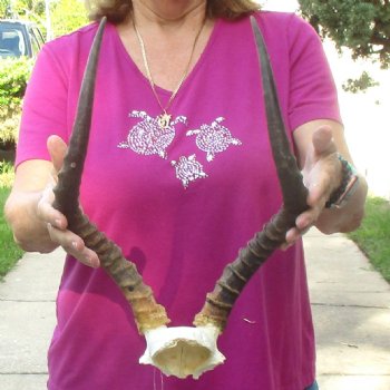 Buy this 18 inch impala skull plate and horns for $55 