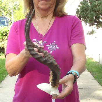 Buy this 18 inch impala skull plate and horns for $55 