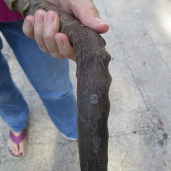 Buy this 18 inch impala skull plate and horns for $55 