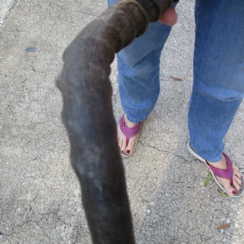 Buy this 18 inch impala skull plate and horns for $55 