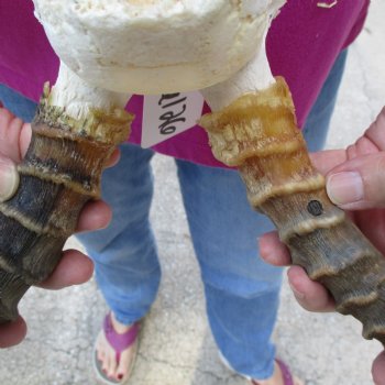 Buy this 18 inch impala skull plate and horns for $55 