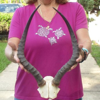 Buy this 18-1/4 inch impala skull plate and horns for $55 