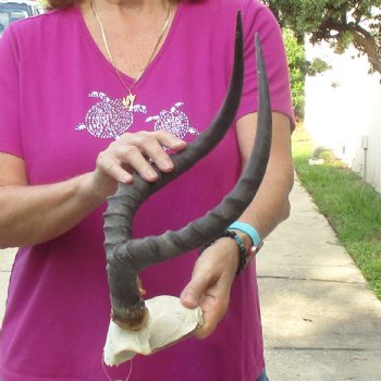 Buy this 18-1/4 inch impala skull plate and horns for $55 