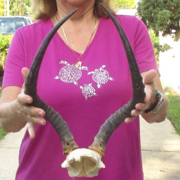 Buy this 18-1/4 inch impala skull plate and horns for $55 