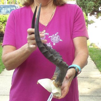 Buy this 18-1/4 inch impala skull plate and horns for $55 