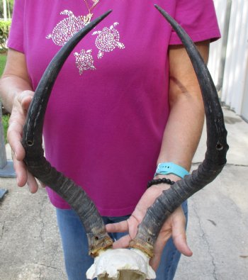 Buy this 18-1/4 inch impala skull plate and horns for $55 