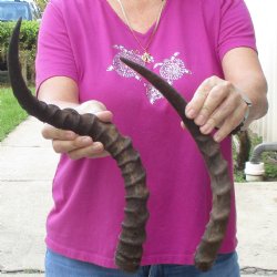 2pc African Impala Horns, Impala Antlers Animal Horns 22 & 16 inches for $31/lot