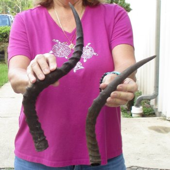 2pc African Impala Horns, Impala Antlers Animal Horns 22 & 16 inches for $31/lot