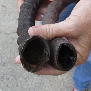 2pc African Impala Horns, Impala Antlers Animal Horns 22 & 16 inches for $31/lot