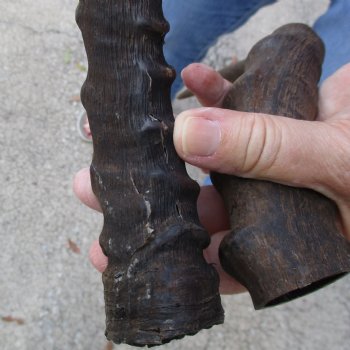 2pc African Impala Horns, Impala Antlers Animal Horns 22 & 16 inches for $31/lot