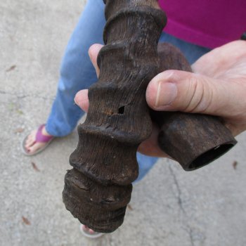 2pc African Impala Horns, Impala Antlers Animal Horns 22 & 16 inches for $31/lot