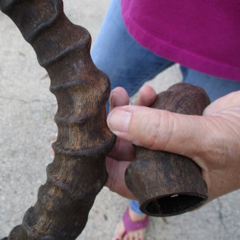 2pc African Impala Horns, Impala Antlers Animal Horns 22 & 16 inches for $31/lot