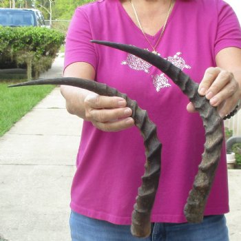 2pc African Impala Horns, Impala Antlers Animal Horns 20 & 20-1/2 inches for $31/lot