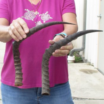 2pc African Impala Horns, Impala Antlers Animal Horns 20 & 20-1/2 inches for $31/lot