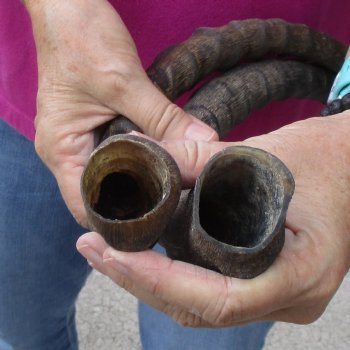 2pc African Impala Horns, Impala Antlers Animal Horns 20 & 20-1/2 inches for $31/lot