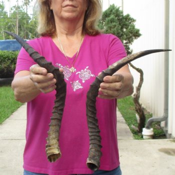 2pc African Impala Horns, Impala Antlers Animal Horns 22-1/4 & 21-1/2 inches for $31/lot