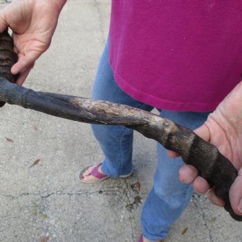 2pc African Impala Horns, Impala Antlers Animal Horns 22-1/4 & 21-1/2 inches for $31/lot