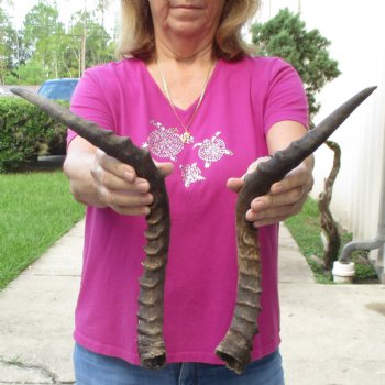 2pc African Impala Horns, Impala Antlers Animal Horns 19-1/2 & 20 inches for $31/lot
