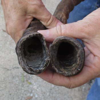 2pc African Impala Horns, Impala Antlers Animal Horns 19-1/2 & 20 inches for $31/lot