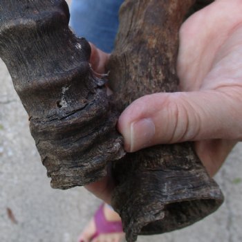 2pc African Impala Horns, Impala Antlers Animal Horns 19-1/2 & 20 inches for $31/lot