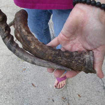 2pc African Impala Horns, Impala Antlers Animal Horns 19-1/2 & 20 inches for $31/lot