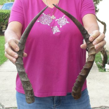2pc African Impala Horns, Impala Antlers Animal Horns 16-1/2 & 19-1/2 inches for $31/lot