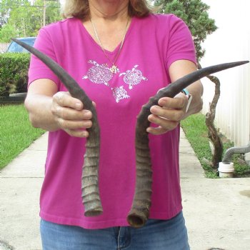 2pc African Impala Horns, Impala Antlers Animal Horns 16-1/2 & 19-1/2 inches for $31/lot