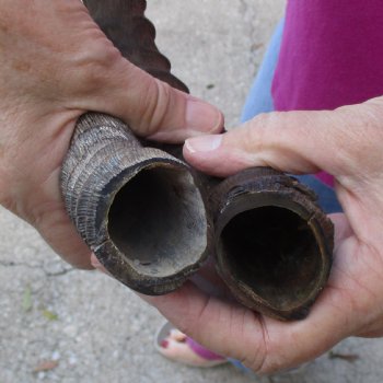 2pc African Impala Horns, Impala Antlers Animal Horns 16-1/2 & 19-1/2 inches for $31/lot