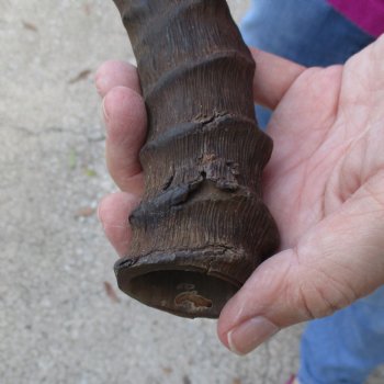 2pc African Impala Horns, Impala Antlers Animal Horns 16-1/2 & 19-1/2 inches for $31/lot