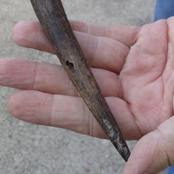 2pc African Impala Horns, Impala Antlers Animal Horns 16-1/2 & 19-1/2 inches for $31/lot