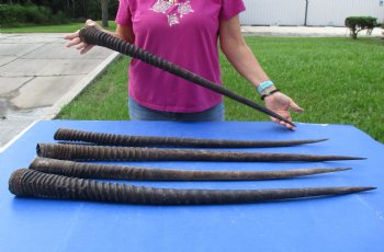 36," 32," 34-1/2," 33," & 32-1/2" Gemsbok Horns, 5 piece lot - $110