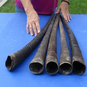 36," 32," 34-1/2," 33," & 32-1/2" Gemsbok Horns, 5 piece lot - $110