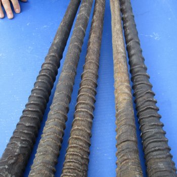 36," 32," 34-1/2," 33," & 32-1/2" Gemsbok Horns, 5 piece lot - $110
