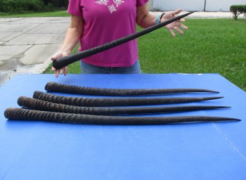 33-1/2," 32-1/2," 34," 32," & 32-1/2" Gemsbok Horns, 5 piece lot - $110