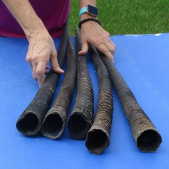 33-1/2," 32-1/2," 34," 32," & 32-1/2" Gemsbok Horns, 5 piece lot - $110