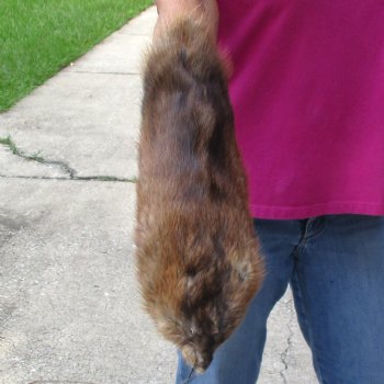 Muskrat fur pelt, tanned hide for sale, measuring 15 inches long - for $19.00