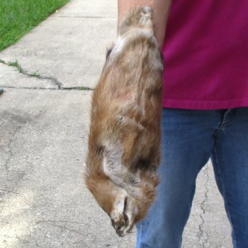 Muskrat fur pelt, tanned hide for sale, measuring 15 inches long - for $19.00