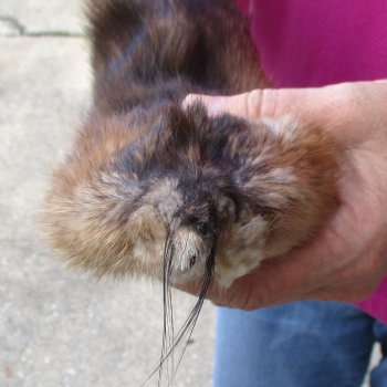Muskrat fur pelt, tanned hide for sale, measuring 15 inches long - for $19.00