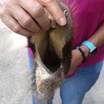 Muskrat fur pelt, tanned hide for sale, measuring 15 inches long - for $19.00