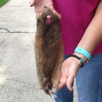 Muskrat fur pelt, tanned hide for sale, measuring 14 inches long - for $19.00