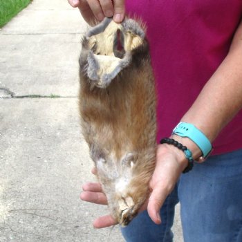 Muskrat fur pelt, tanned hide for sale, measuring 14 inches long - for $19.00