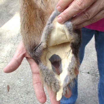 Muskrat fur pelt, tanned hide for sale, measuring 14 inches long - for $19.00