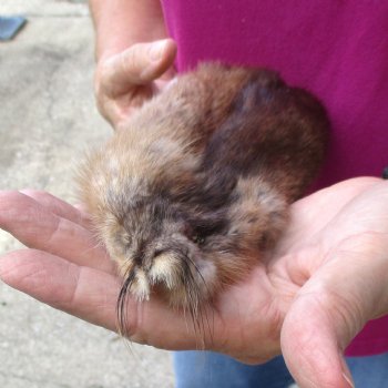 Muskrat fur pelt, tanned hide for sale, measuring 14 inches long - for $19.00