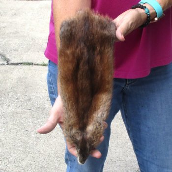 Muskrat fur pelt, tanned hide for sale, measuring 14 inches long - for $19.00