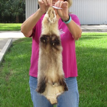 Opossum fur pelt, tanned hide for sale, measuring 26 inches long - for $45.00