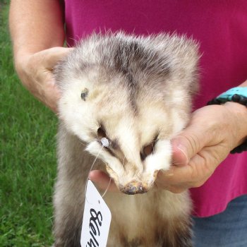 Opossum fur pelt, tanned hide for sale, measuring 26 inches long - for $45.00