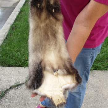 Opossum fur pelt, tanned hide for sale, measuring 26 inches long - for $45.00