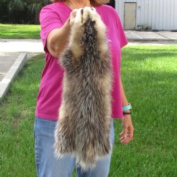 Opossum fur pelt, tanned hide for sale, measuring 23 inches long - for $45.00