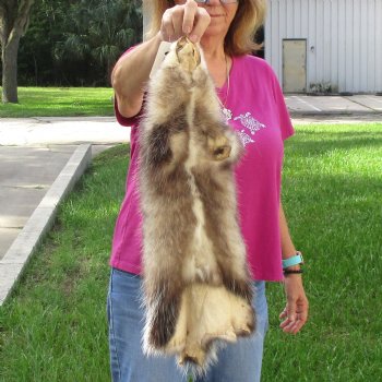 Opossum fur pelt, tanned hide for sale, measuring 23 inches long - for $45.00