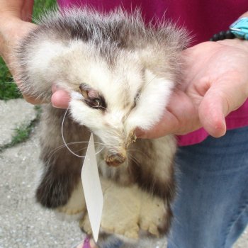 Opossum fur pelt, tanned hide for sale, measuring 23 inches long - for $45.00